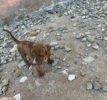 İtlər: Pitbul, 1 ay — 9