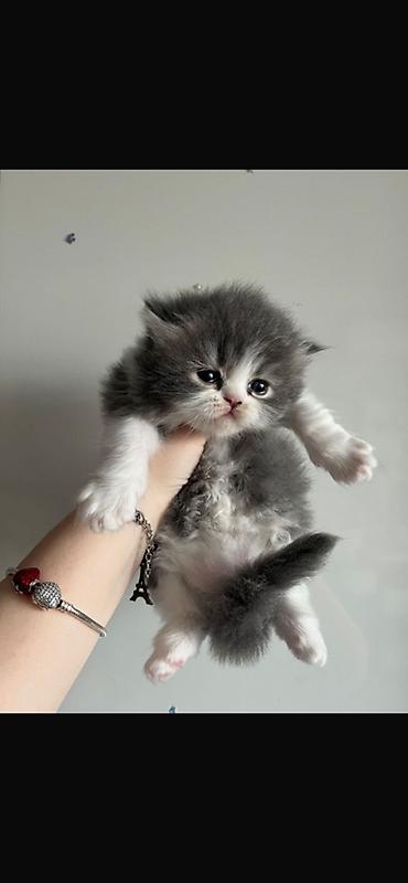 Pişiklər: Şotland, Dişi — 4