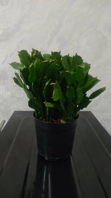 Другие комнатные растения: Продаю цветы — 9