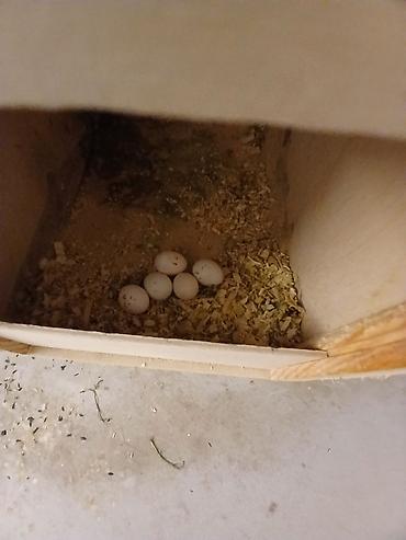 papuqay type 1: Məhsul: Nimfa (Cockatiel) cütlükləri və yuvalama dəsti Korella — 3