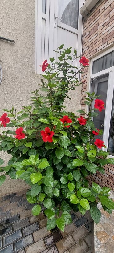 bamya toxumu nədir: Hibiskus bitkisi, parlaq yaşıl yarpaqları və canlı qırmızı gülləri ilə