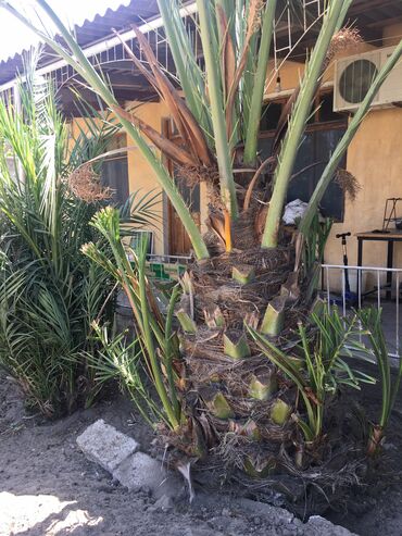 cekas palma: İspan xurması təmiz ağacdır isdiyən əlaqə saxlasın 2000azn balalarıda
