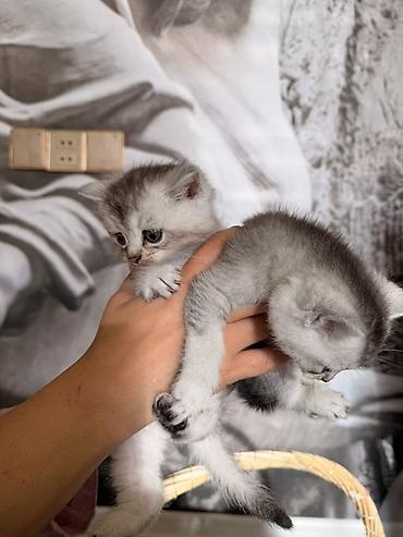 Pişiklər: Britan — 15