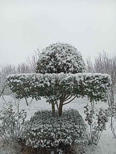 Şitillər: Şitillər — 4