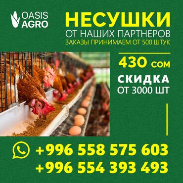 месячные телята: Продаю | Куры, Цыплята | Несушки