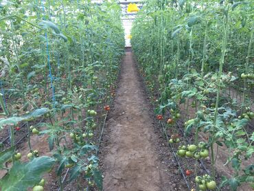 Bağ evlərinin satışı: Bakı, Türkan qəs., 1500 kv. m, 7 otaqlı, Hovuzlu, Qaz, İşıq, Su — 7