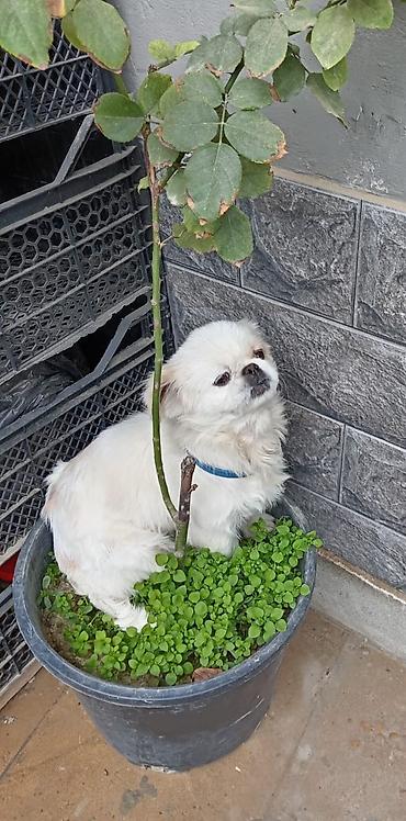 İtlər: Pekines — 2