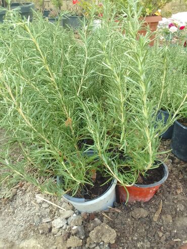 Çöl bitkiləri: Həmişə yaşıl — 17