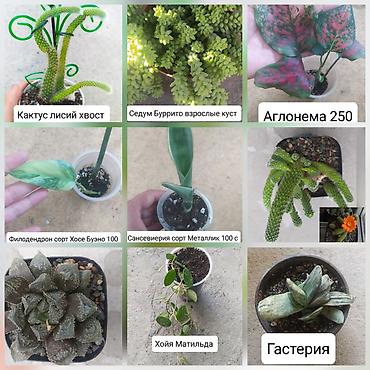 гипсофила: Продаю цветы — 1