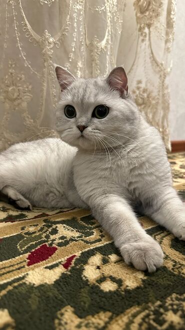 сибирские коты: Всем спасибо 🙏 нашу малышку передала в добрые заботливые руки с