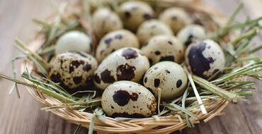 купить цыплят с птицефабрики: Бөдөнө жумурткасы Перепелиные яйца Пищевые - 6 сом Инкубационные - 8