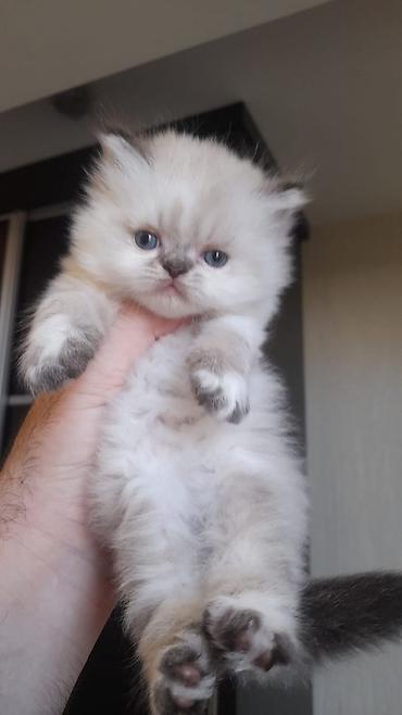 Pişiklər: Fars — 2