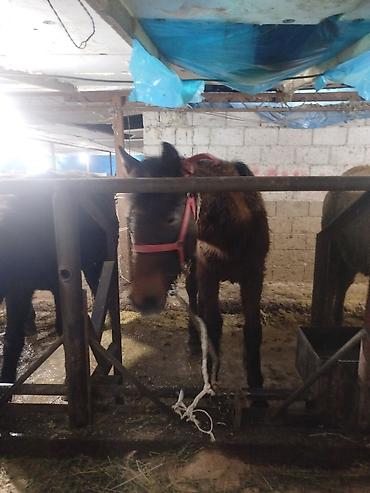 Лошади, кони: Продаю | Жеребенок | Рабочий — 10