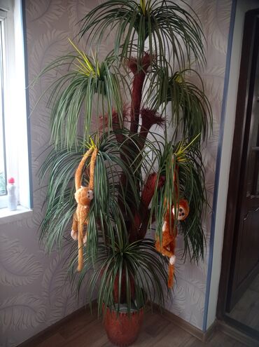 искусственные цветы баку: Palma 30 manat at lalafo.az искусственные цветы баку: Palma 30 manat