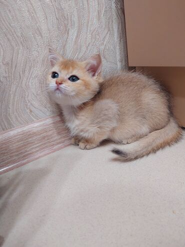 Pişiklər: Şotland, Dişi, Yaxşı əllərə, Ünvandan götürmə — 2