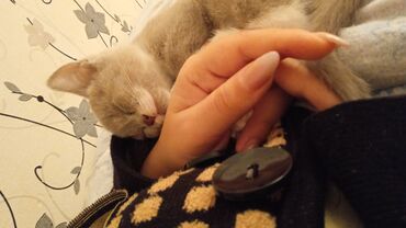 Pişiklər: Dişi, Yaxşı əllərə -da lalafo.az — 8 Pişiklər: Dişi, Yaxşı əllərə — 8