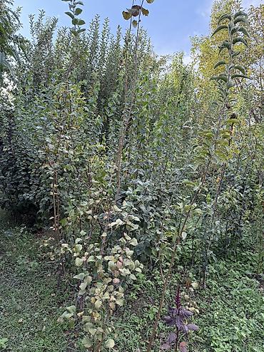 Вишня: 🌱🍎 КАЛИРОВАННЫЕ САЖЕНЦЫ ПЛОДОВЫХ ДЕРЕВЬЕВ В ПРОДАЖЕ! 🍎🌱 Опыт -40 лет — 9
