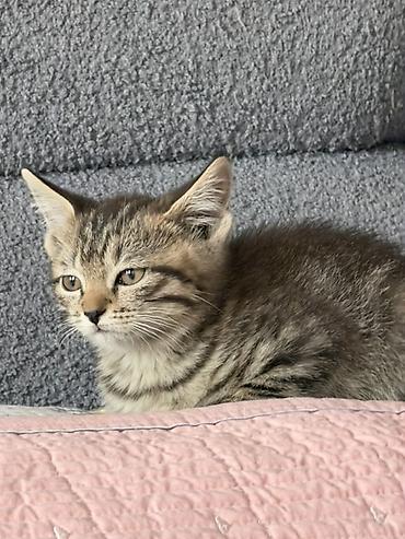 где можно купить кошку: Котёнок тигрового окраса - Полосатый короткошёрстный котёнок с — 1