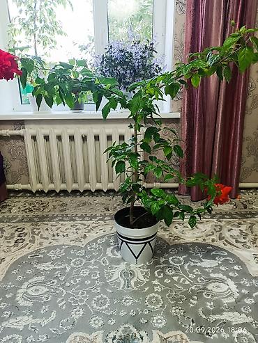 цветок дифенбахия: Гибискус комнатный (110см, китайская роза) в кашпо - Крупное взрослое — 2