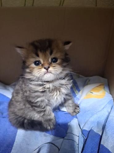 Pişiklər: Britan — 10