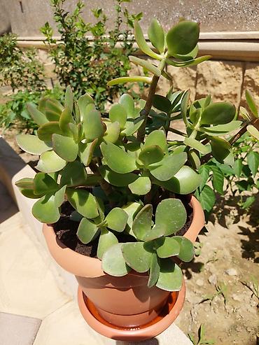 sakura agaci: Crassula ovata (Pul ağacı) – saksıda ətli-sukulent bitki - Dekorativ — 1