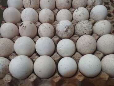 яйцо инкубационный: Продаю | Индюшата, Инкубационные яйца | Полукровка, Черный принц