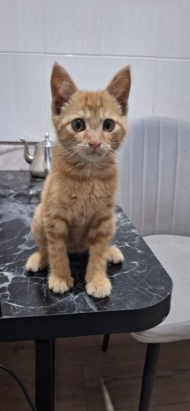 сколько стоит кошка шиншилла: Мальчик