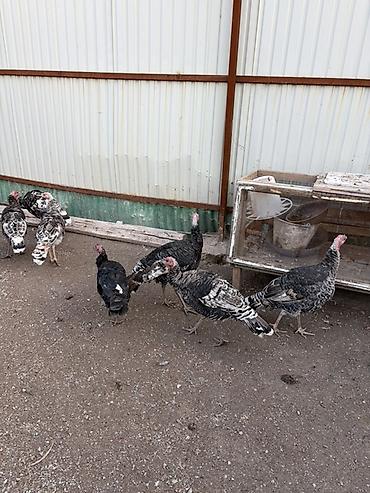 Продам с/х животных: Продаю | Индюшка (самка), Индюк (самец) | Для разведения — 3
