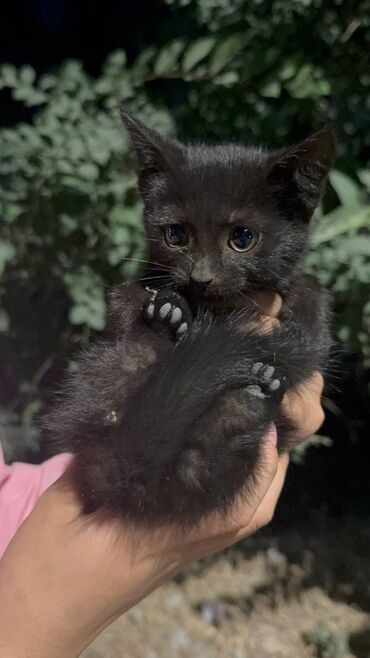 шотландская вислоухая кошка цена: 2 месяца, Девочка