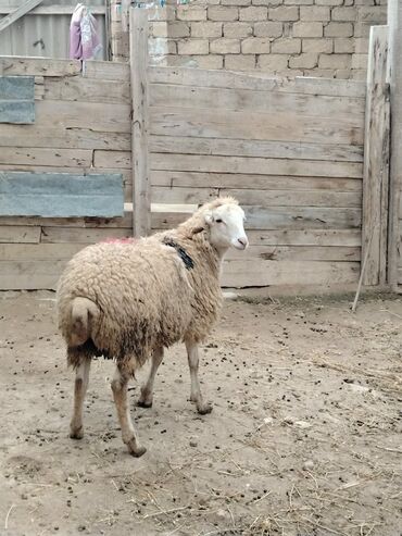 Qoyunlar, qoçlar: Razilasmaq olar — 6