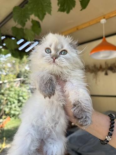 кошка майкун: Скотиш Фолд (Шотландская вислоухая), 2 месяца, Девочка, Серебристая шиншилла, Приучена к лотку, Проглистована, С документами — 6