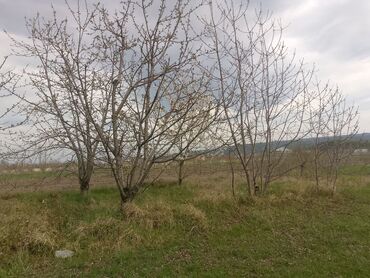 Torpaq sahələrinin satışı: Kənd təsərrüfatı — 9