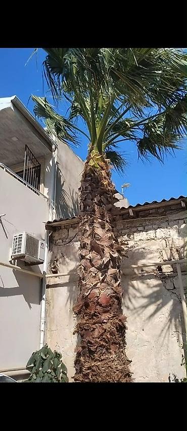 dekarativ ağaclar: Dekorativ (palma ağacı) - Növ: Xurma (Phoenix canariensis tipinə — 1