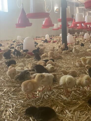 Kommersiya daşınmaz əmlakının satışı: TƏCİLİ SATILIR! Quşçuluq və heyvandarlıq üçün nəzərdə tutulmuş ferma -da lalafo.az — 5 Kommersiya daşınmaz əmlakının satışı: TƏCİLİ SATILIR! Quşçuluq və heyvandarlıq üçün nəzərdə tutulmuş ferma — 5