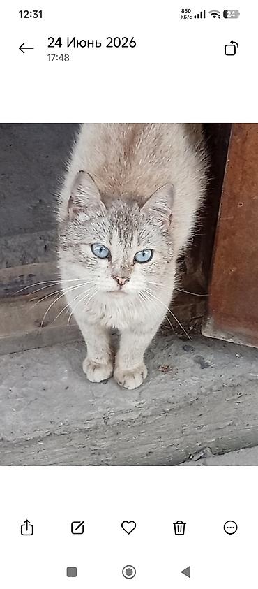 сиямский кошка: Кошка даром: Сиамская, 4 года, Девочка, Метис — 1