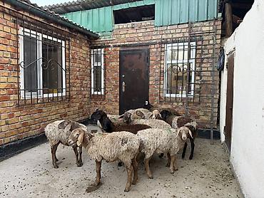 ярочки: Продаю | Овца (самка) | Для разведения — 2