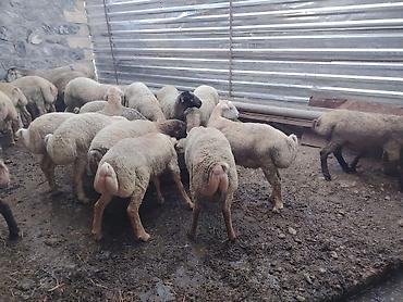 pişik yemi topdan: Salam təmiz Qurbanlıq 8 - 9 - aylıq ərkək quzulardır diri çəki satılır — 6