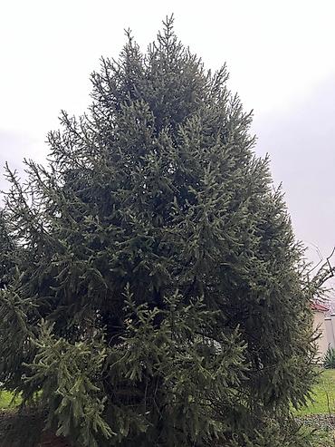 Ель: Высота 3-7 метров — 8