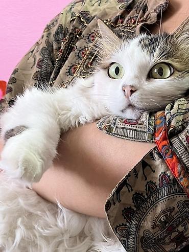 прос: Кошка даром: Манчкин, 4 месяца, Девочка, Приучена к лотку — 2