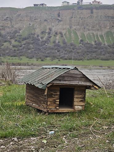 papuqay type 1: Salam it yuvasi satilir birinci şekildeki kimi de sata bileriy yani el — 2