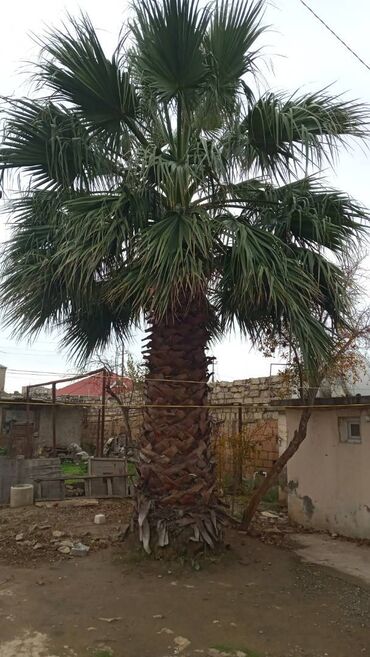 Пальмы: Palma ağacı satılır 17 yaşı var. meksikano