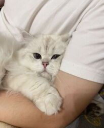 pers pişiy: Шиншилла, Самец, Для вязки, Самовывоз