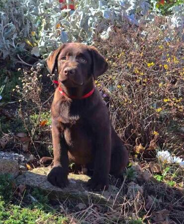Psi: Izuzetna cokoladna štenad Labrador retrivera oštenjena 26. novembra — 6