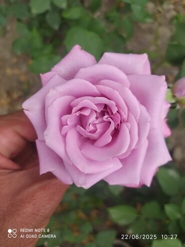 Şitillər: Məhsul: Bağ bitkiləri və meyvə fidanları seçimi - Hibiskus (Rose of — 80
