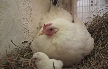 Куры, петухи: Продаю | Куры, Петух — 2