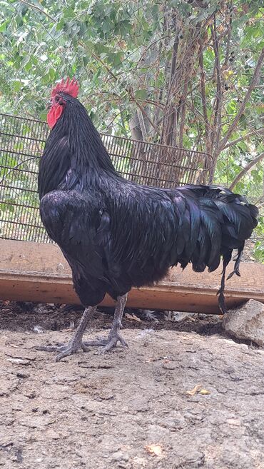 Xoruzlar: Xoruz, il: 1, Pulsuz çatdırılma — 2