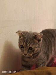 Gəmiricilər: Şotland, Dişi