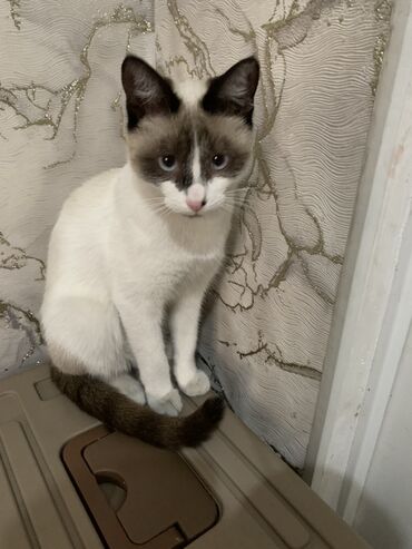 Отдам даром кошку: 9 месяцев, Девочка at lalafo.kg — 1 Отдам даром кошку: 9 месяцев, Девочка — 1