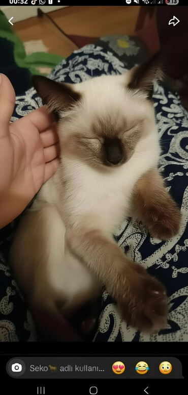 Pişiklər: Siam — 2