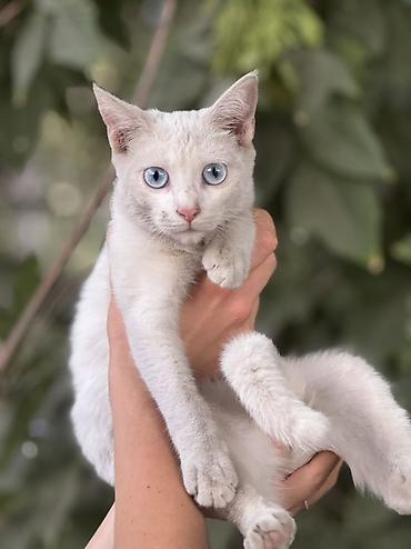 рыжая сибирская кошка: Отдам даром. Котёнок с голубыми глазами, девочка. 5 месяцев Идеально — 5